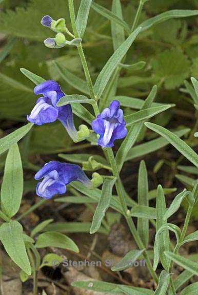 scutellaria siphocampyloides 2 graphic